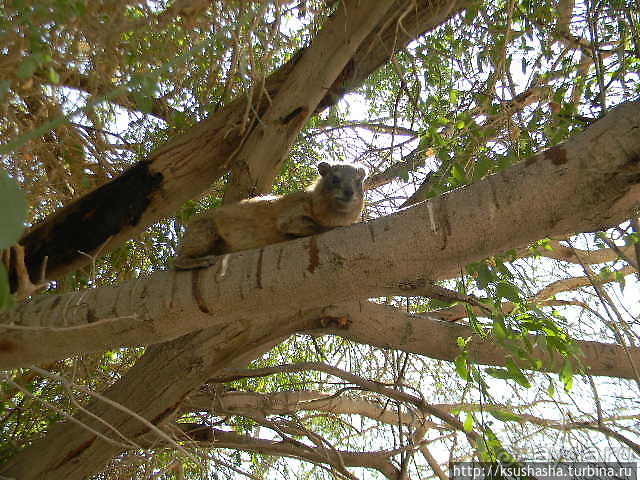 Оазис Эйн Геди (ч.3) Источник Козленка