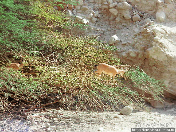 Оазис Эйн Геди (ч.3) Источник Козленка