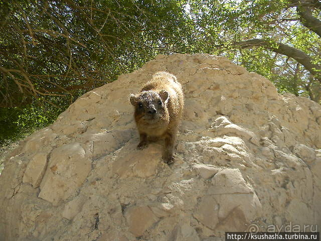 Оазис Эйн Геди (ч.3) Источник Козленка