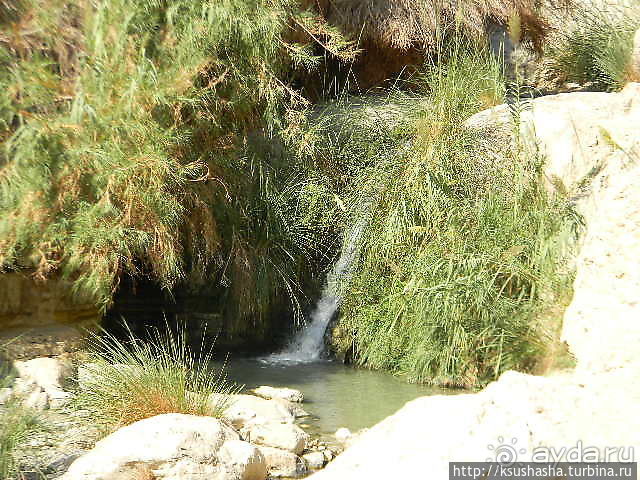 Оазис Эйн Геди (ч.3) Источник Козленка