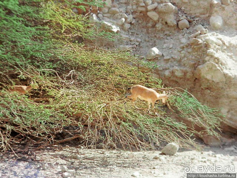 Оазис Эйн Геди (ч.3) Источник Козленка