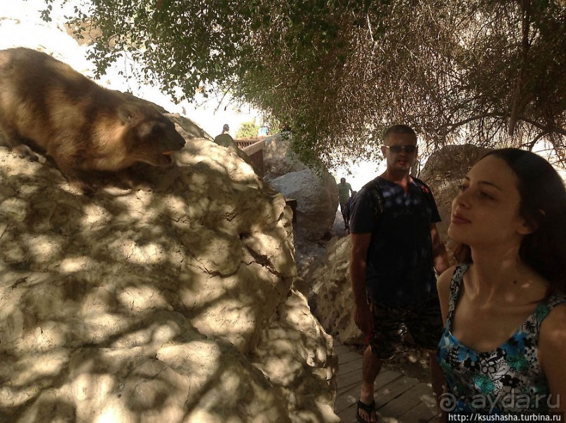 Оазис Эйн Геди (ч.3) Источник Козленка