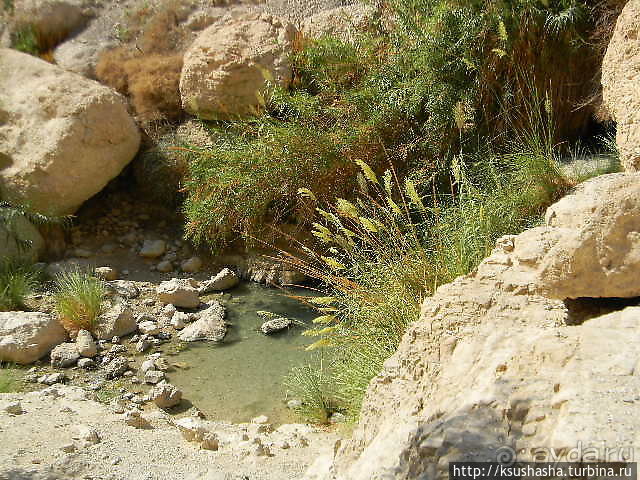 Оазис Эйн Геди (ч.3) Источник Козленка