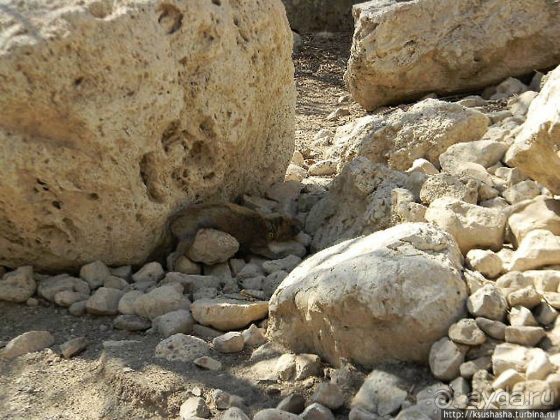 Оазис Эйн Геди (ч.3) Источник Козленка