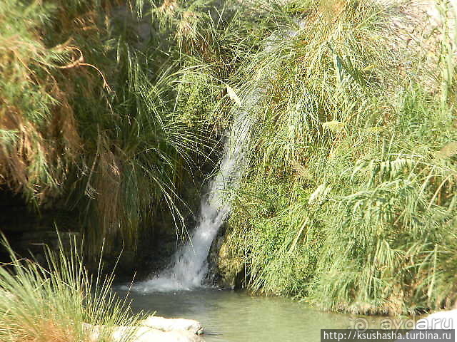 Оазис Эйн Геди (ч.3) Источник Козленка