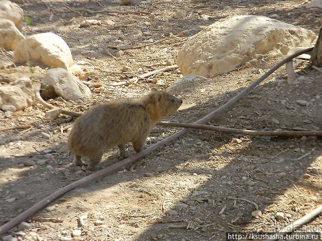 Оазис Эйн Геди (ч.3) Источник Козленка