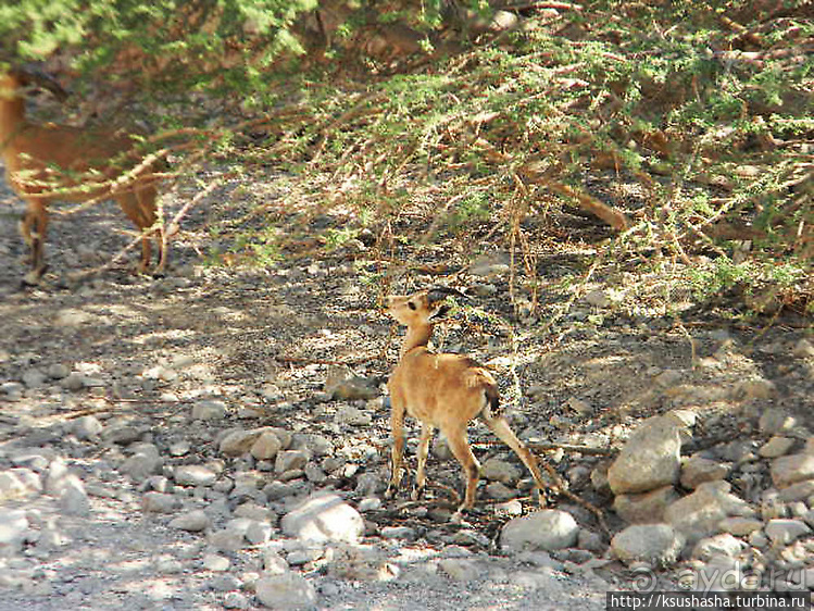 Оазис Эйн Геди (ч.3) Источник Козленка