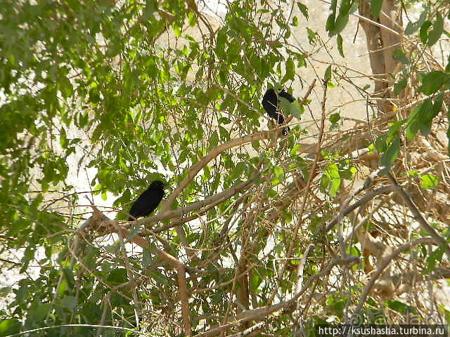 Оазис Эйн Геди (ч.3) Источник Козленка