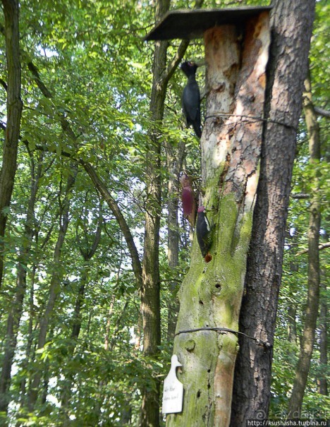 В гостях у забытой сказки или Заброшенный Марченвальд