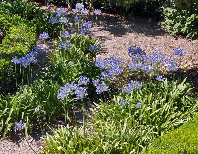 Восточная сказка Севильи