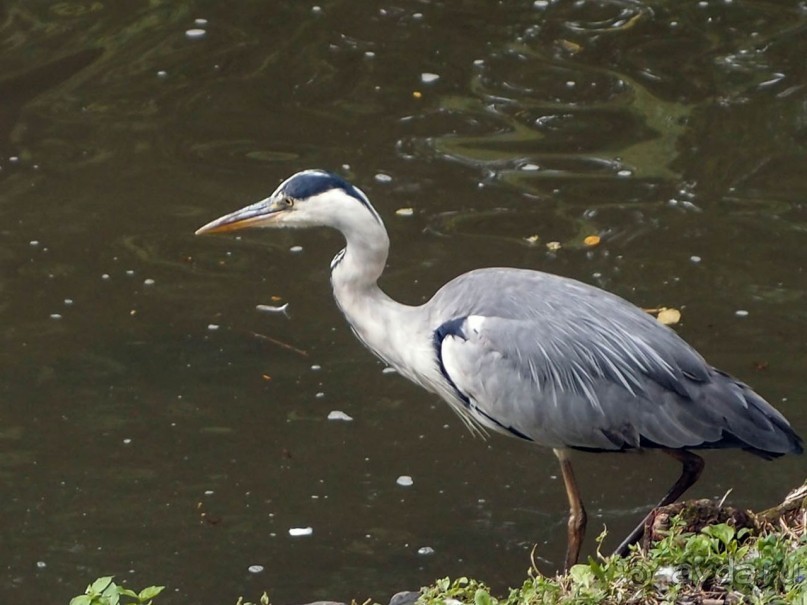 Очарование бельгийской провинции. Турне