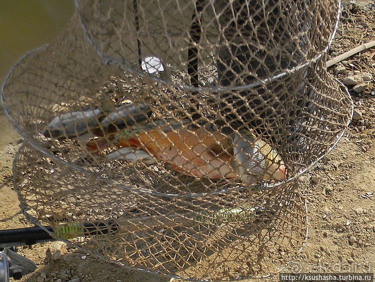 Рыбалка в библейской пустыне
