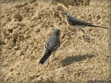 Рыбалка в библейской пустыне