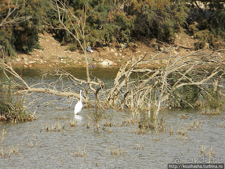 Рыбалка в библейской пустыне
