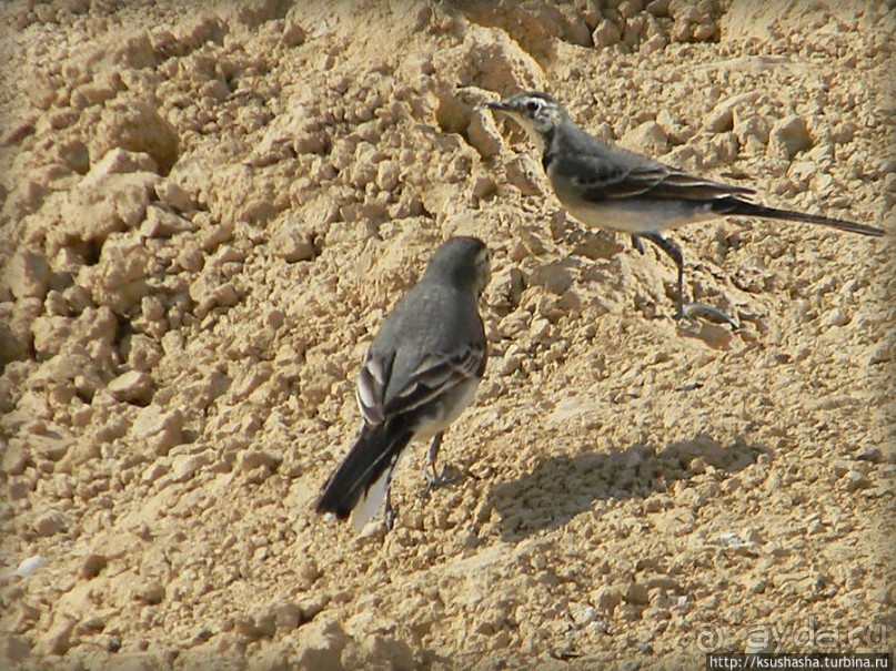 Рыбалка в библейской пустыне