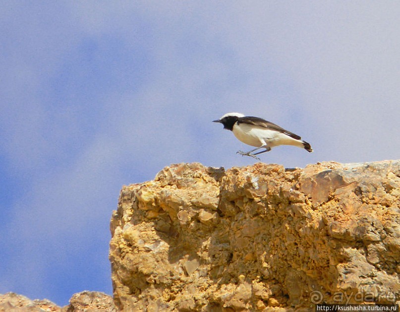 Рыбалка в библейской пустыне