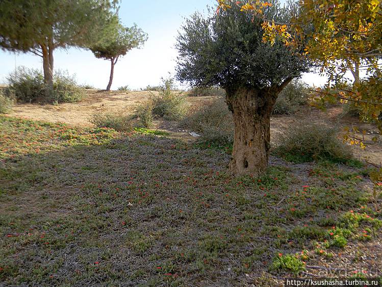 Рыбалка в библейской пустыне
