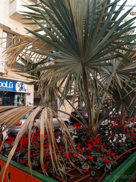 Шук Левински в квартале Флорентин