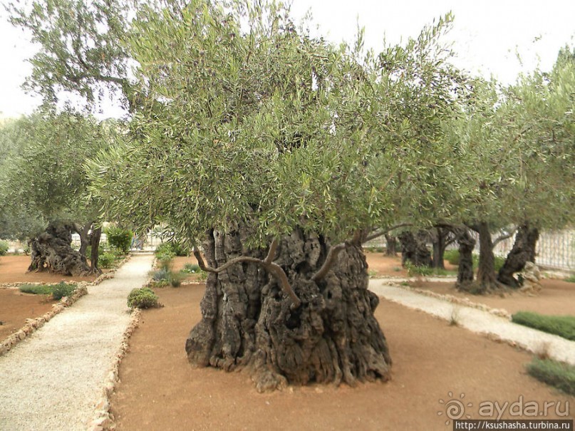 Золотые врата для Мессии