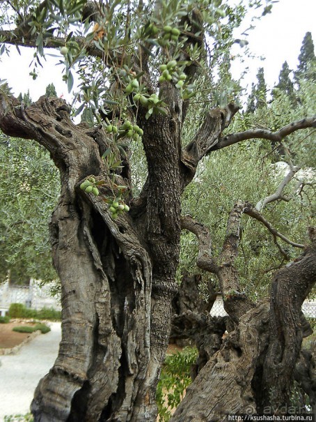 Золотые врата для Мессии