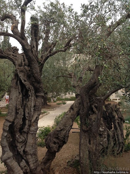 Золотые врата для Мессии