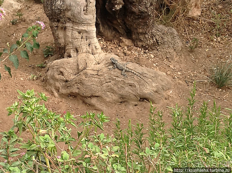 Золотые врата для Мессии