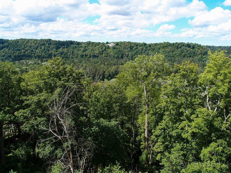 Потерянный среди густых лесов