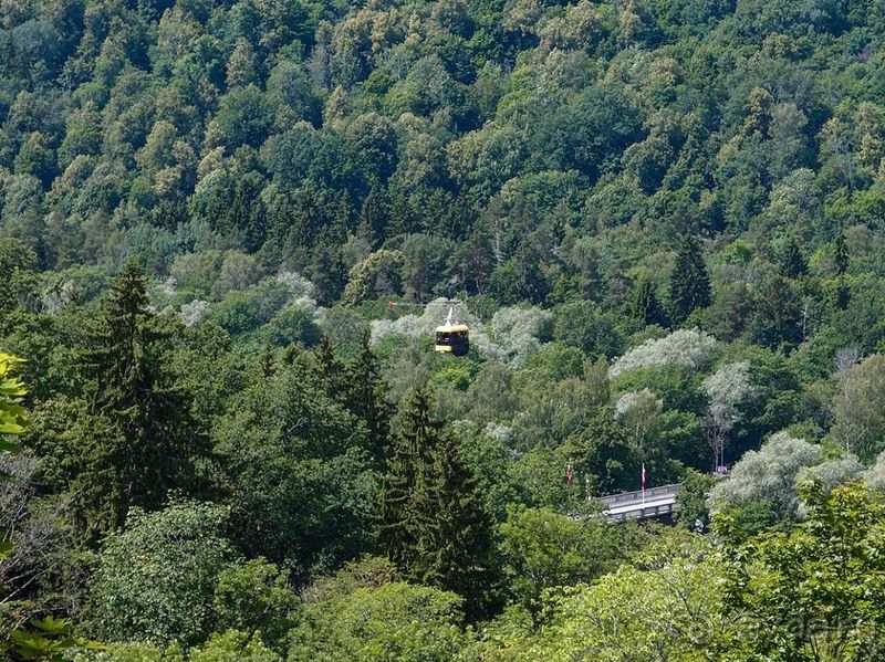 Потерянный среди густых лесов