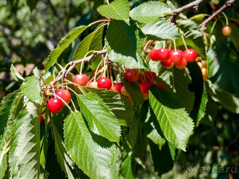 Сабиле. Нескучная провинция