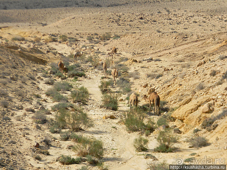 Большой махтеш и каменные деревья