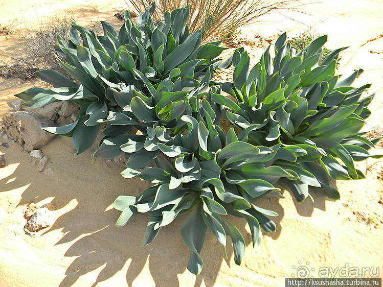 Большой махтеш и каменные деревья