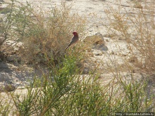 Большой махтеш и каменные деревья