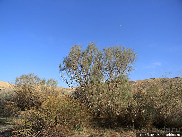 Большой махтеш и каменные деревья