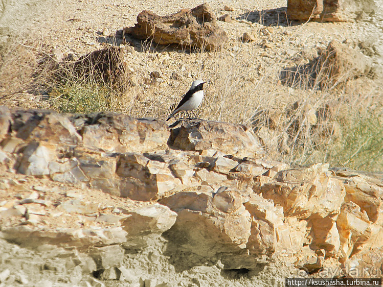 Большой махтеш и каменные деревья