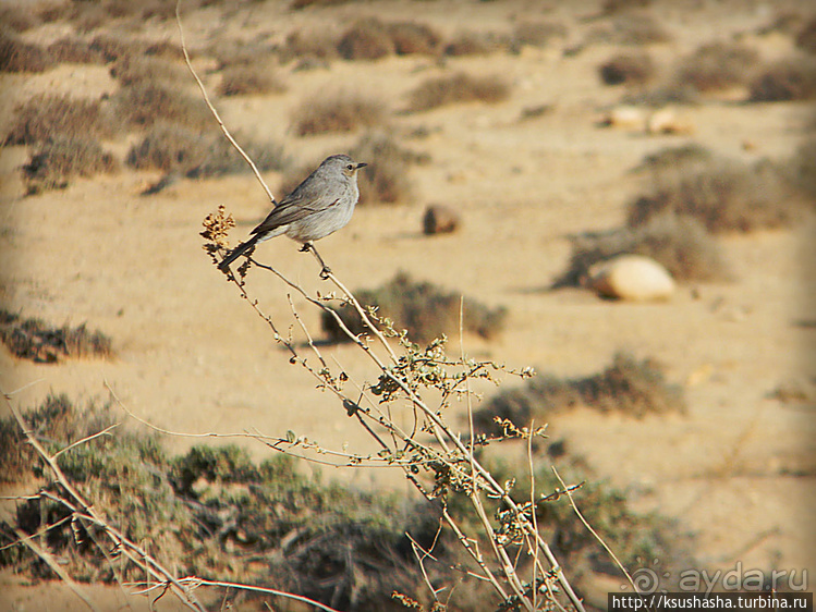 Большой махтеш и каменные деревья