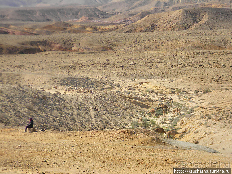 Большой махтеш и каменные деревья