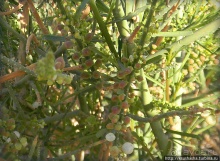 Большой махтеш и каменные деревья