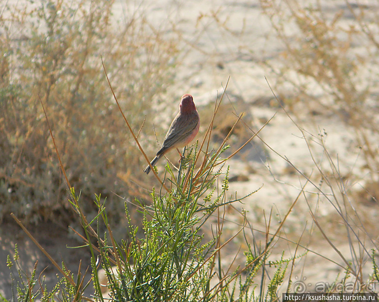 Большой махтеш и каменные деревья