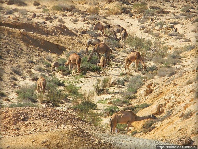 Большой махтеш и каменные деревья