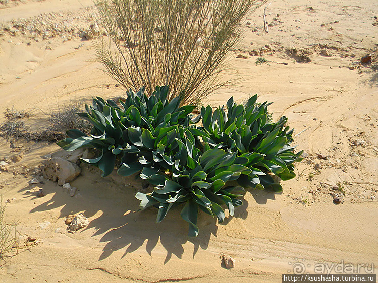 Большой махтеш и каменные деревья