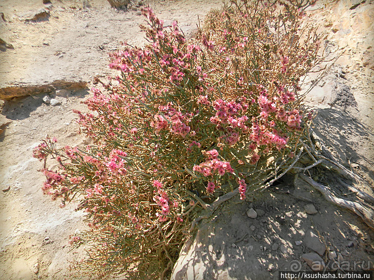 Большой махтеш и каменные деревья