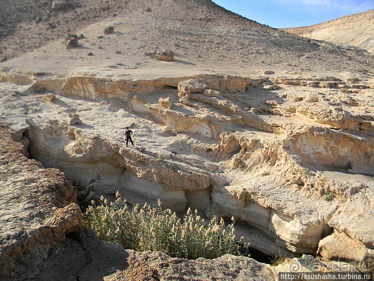 Большой махтеш и каменные деревья