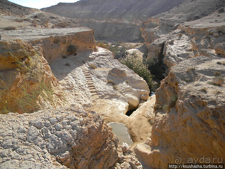 Большой махтеш и каменные деревья