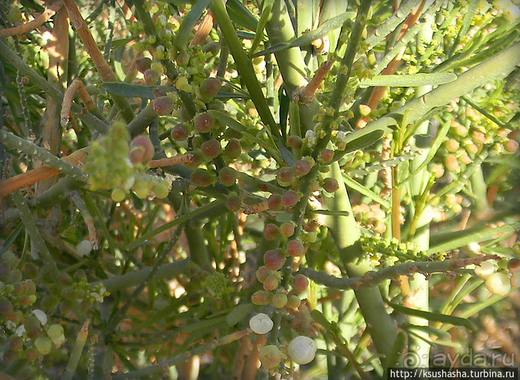 Большой махтеш и каменные деревья