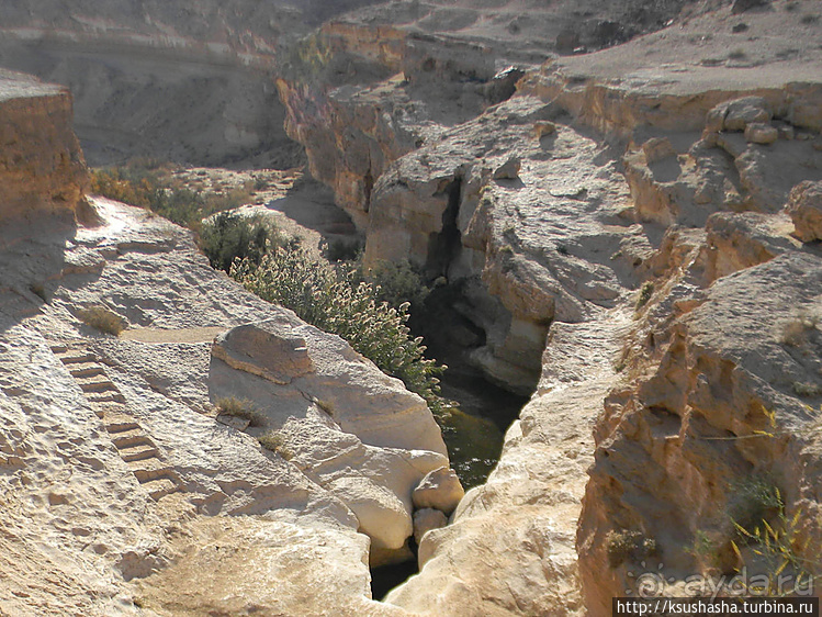 Большой махтеш и каменные деревья