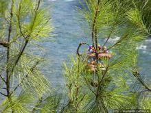 Рафтинг в каньоне Кёпрюлю