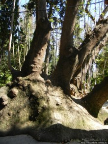 Альбом отзыва "Парк королевы Амалии Ольденбургской"