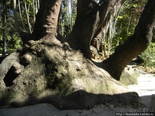Альбом отзыва "Парк королевы Амалии Ольденбургской"