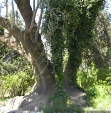 Альбом отзыва "Парк королевы Амалии Ольденбургской"