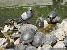Альбом отзыва "Парк королевы Амалии Ольденбургской"